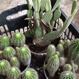 فروش انواع گل کاکتوس